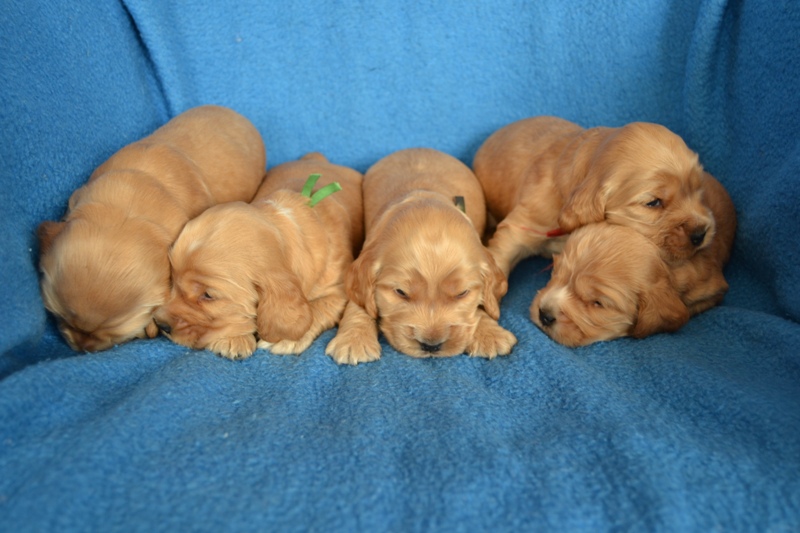 6 Reno, Rey, Roky, Rita, Ron.JPG